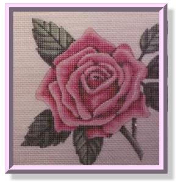 Pink Rose-CD215